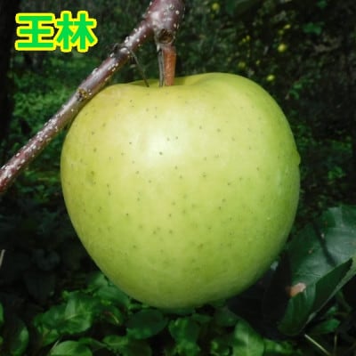 りんご【サンふじ&王林】セット 約5kg(12～20玉)【2025年産・先行予約】12月上～下旬発送