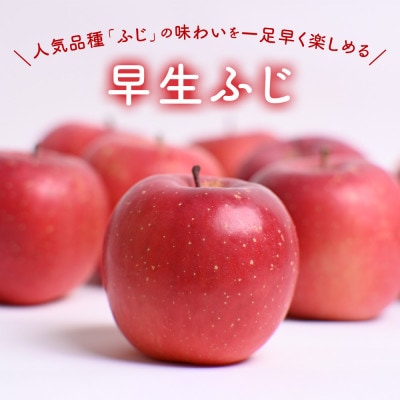 りんご【早生ふじ】約5kg(12～20玉)【2025年産・先行予約】9月下旬～10月下旬頃発送予定