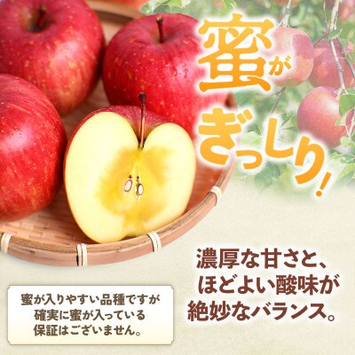 りんご「サンふじ」約10kg(24~40玉)【2025年産・先行予約】12月上旬～1月下旬発送予定