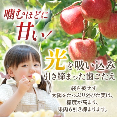 りんご「サンふじ」約3kg(8～12玉)【2025年産・先行予約】12月上旬～1月下旬発送予定