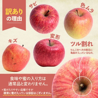 【訳あり】りんご【サンふじ】約10kg(24～40玉)【2025年産・先行予約】12月発送予定