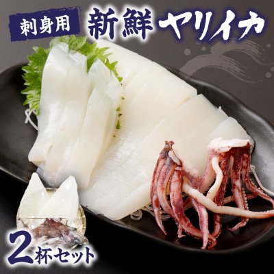刺身用　新鮮ヤリイカ2尾セット(宗像鐘崎産)【マルケイ水産】_HA0416