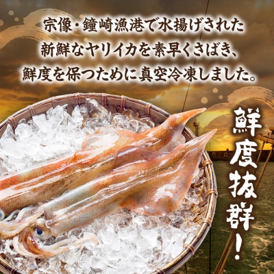 【年内お届け!】刺身用 新鮮ヤリイカ2尾セット(宗像鐘崎産)【マルケイ水産】_HA0416