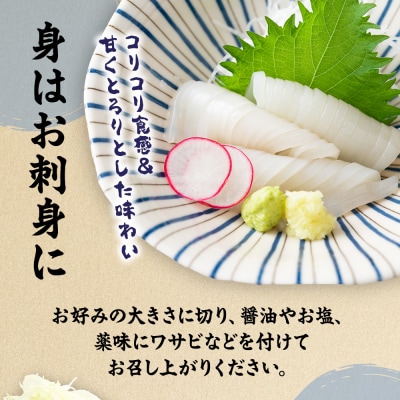 刺身用 新鮮ヤリイカ2尾セット(宗像鐘崎産)【マルケイ水産】_HA0416