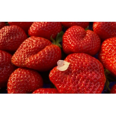 プレミアムオーガニックあまおう 「いせいちご」 プレミアムギフト【伊世いちご畑】_HA0481