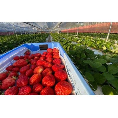 プレミアムオーガニックあまおう 「いせいちご」 プレミアムギフト【伊世いちご畑】_HA0481