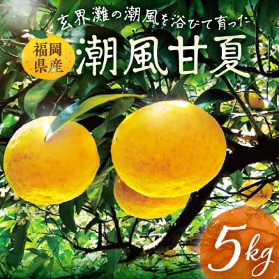 玄界灘の潮風を浴びて・・・【潮風甘夏5kg】【ほたるの里】_HA0489