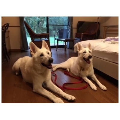 ペットと泊まれるゆったりゆっくりプラン(ペア宿泊券)【はなわらび(海宴)】_HA0538