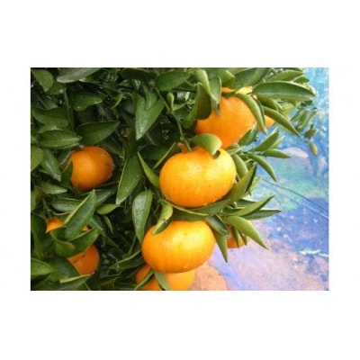 JAむなかた柑橘ブランド「姫神 みかん(せとか)」約3kg【JAほたるの里】_HA0680