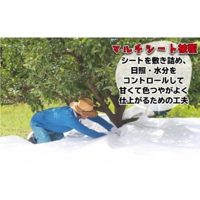 JAむなかた柑橘ブランド「姫神 みかん(せとか)」約3kg【JAほたるの里】_HA0680