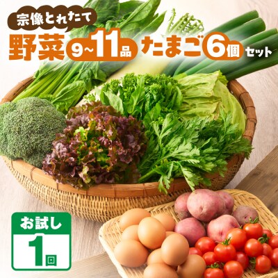 【一週間以内に発送】宗像とれたて　野菜・たまごセット【オアシス】_HA0778