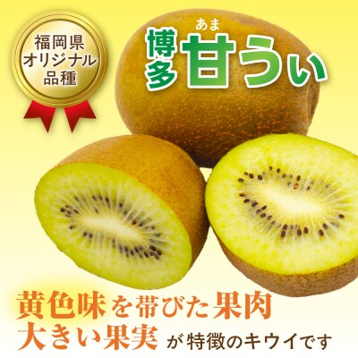 【ギフト】キウイフルーツ「博多甘うぃ」約1.4kg化粧箱入り【ほたるの里】_HA0943