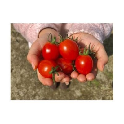 まるでフルーツ!「とMAX」ミニトマトアイコ(1kg)【とまとのまつお】_HA0375