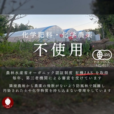 オーガニックあまおう 「いせいちご」 おまかせ4パック(大粒)【伊世いちご畑】_HA1019