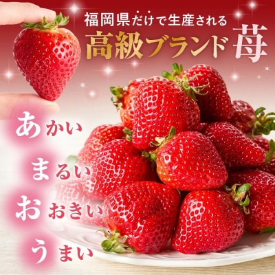 オーガニックあまおう 「いせいちご」 おまかせ4パック(大粒)【伊世いちご畑】_HA1019