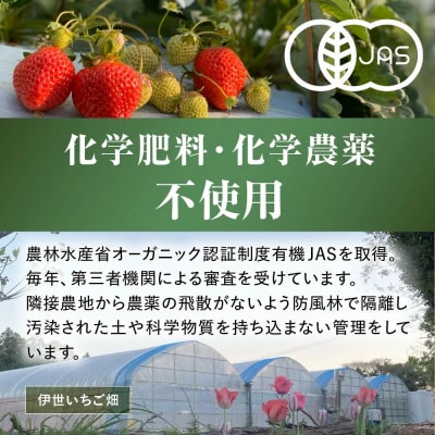 オーガニックあまおう 「いせいちご」 おまかせ4パック(大粒)【伊世いちご畑】_HA1019