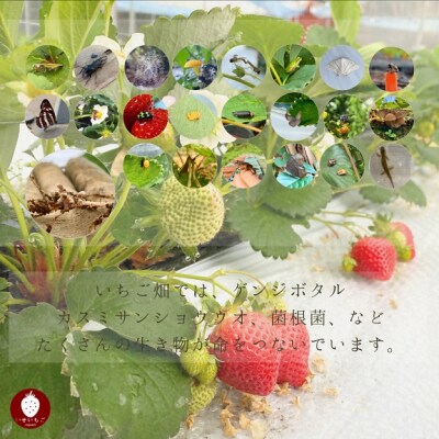 オーガニックあまおう 「いせいちご」 おまかせ4パック(大粒)【伊世いちご畑】_HA1019