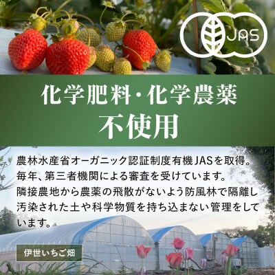 オーガニックあまおう 「いせいちご」 おまかせ4パック(MIX)【伊世いちご畑】_HA1018