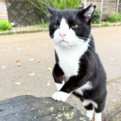 【返礼品なし】「むな猫(旧:てくてくさくらねこ)」　地域猫活動支援【むな猫】_HA1118