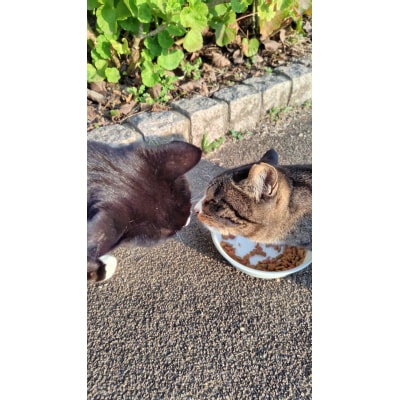 【返礼品なし】「むな猫(旧:てくてくさくらねこ)」　地域猫活動支援【むな猫】_HA1118