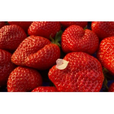 オーガニック冷凍あまおう 「いせいちご」2kg (500g×4パック)【伊世いちご畑】_HA1316