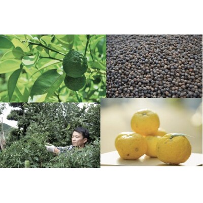 「フミ子の生ゆず胡椒」3本セット※色変更も可能【フミ子印】_HA1414