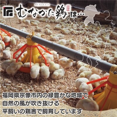 宗像産ブランド鶏【むなかた鶏】モモ肉4kg(平飼い)【JAほたるの里】_HA1416