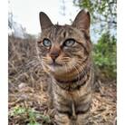 【返礼品なし】「むな猫(旧:てくてくさくらねこ)」　地域猫活動支援【むな猫】_HA1464