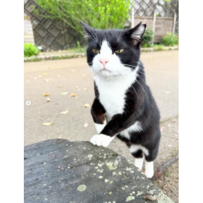 【返礼品なし】「むな猫(旧:てくてくさくらねこ)」　地域猫活動支援【むな猫】_HA1464