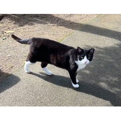 【返礼品なし】「むな猫(旧:てくてくさくらねこ)」　地域猫活動支援【むな猫】_HA1464