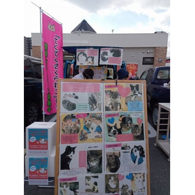 【返礼品なし】「むな猫(旧:てくてくさくらねこ)」　地域猫活動支援【むな猫】_HA1464