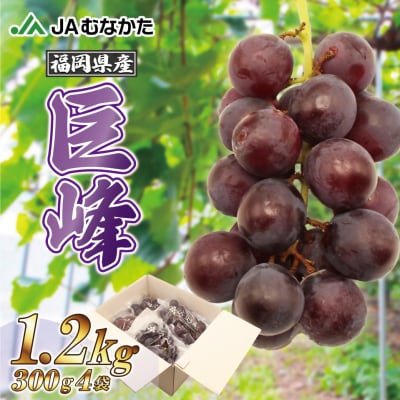 【2026年収穫分 先行受付】【JAむなかたより】巨峰1.2kg【JAほたるの里】_HA1476