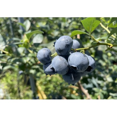 数量限定大粒ブルーベリー(1kg) 農薬不使用 有機栽培【えのさんのブルーベリー園】_HA1355