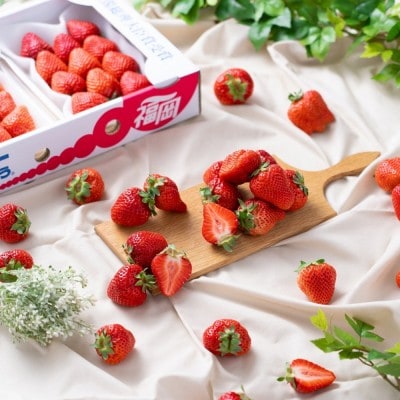 �y2026�N2����菇�������z�����Y�y�t�z���܂���4�p�b�N�y�썑�t���[�c������Ёz_HA1906