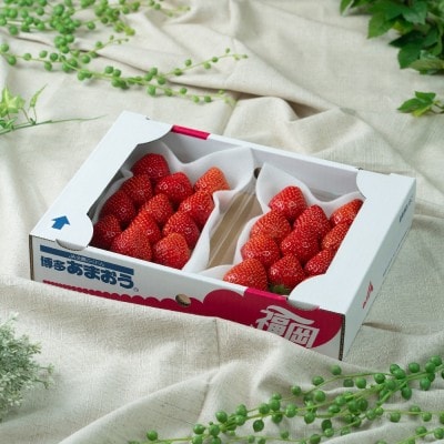 福岡産【冬】あまおう2パック(約250g～/1パック)【南国フルーツ株式会社】_HA1909