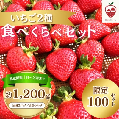 何が届くかお楽しみ!人気のいちご2品種食べ比べセット【宗像いちごファーム】_HA1785