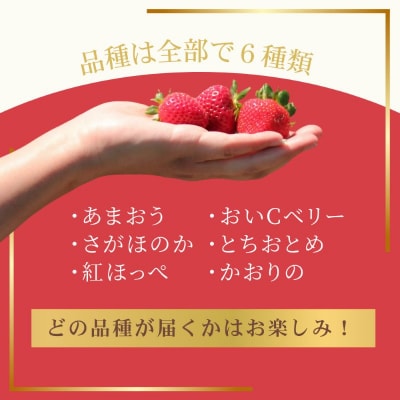 【定期便】何が届くかお楽しみ!人気のいちご2品種食べ比べ3ヶ月定期便 約300g×4P_HB0213
