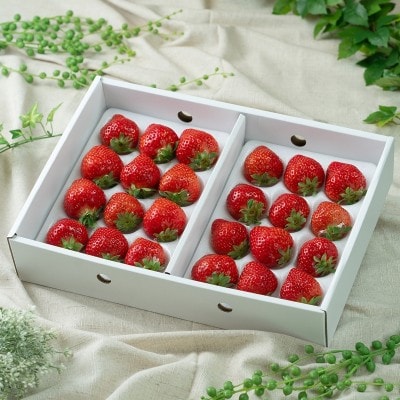 【2025年12月より順次発送】あまおう 約600g(24～30粒)【南国フルーツ】_HA1905