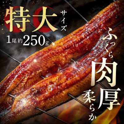 うなぎ蒲焼き2尾 計500g以上(250g以上×2尾)【魚住商店】_HA1964