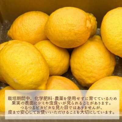 【11月～5月順次発送】宗像産レモン2kg【道の駅むなかた】_HA1817