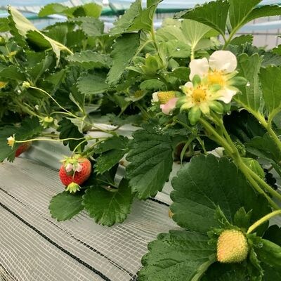 福岡県産いちご「あまおう」270g×2パック【hurrah.】_HA1972