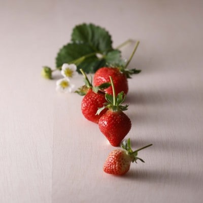 【先行予約受付中】福岡県産いちご「あまおう」270g×4パック【hurrah.】_HA1974