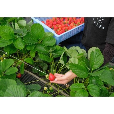 特別栽培特選あまおう400g【うるう農園】_HA1969