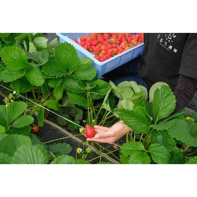 【先行予約受付中】特別栽培あまおうDX2パック【うるう農園】_HA1965