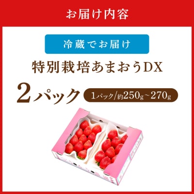 【先行予約受付中】特別栽培あまおうDX2パック【うるう農園】_AS1965-00