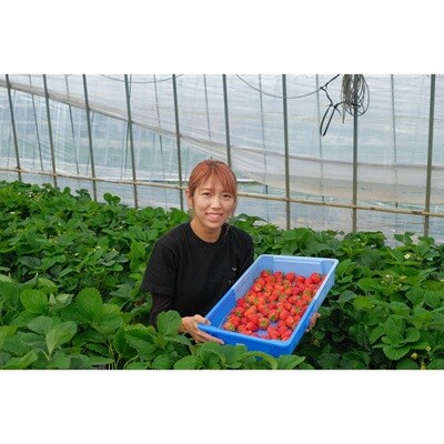 特別栽培特選あまおう800g【うるう農園】_HA1970