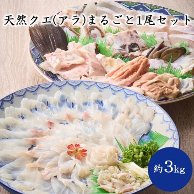 天然クエ(アラ)まるごと1尾セット(約3kg)【マルケイ水産】_HA2007