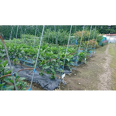 ミナミ農園で農業(収穫)体験 チケット2枚