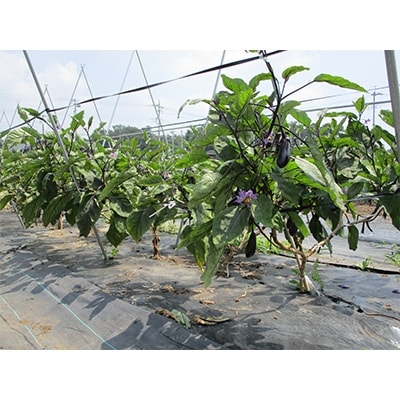 季節の野菜お試しセット(全5~7品)