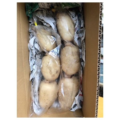 赤川農園のレンコン箱詰め(1.5kg)